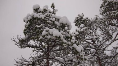 Soğuk ve karlı bir kış gününde çarpıcı orman manzarası, Estonya