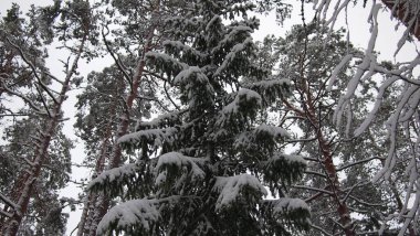 Soğuk ve karlı bir kış gününde çarpıcı orman manzarası, Estonya