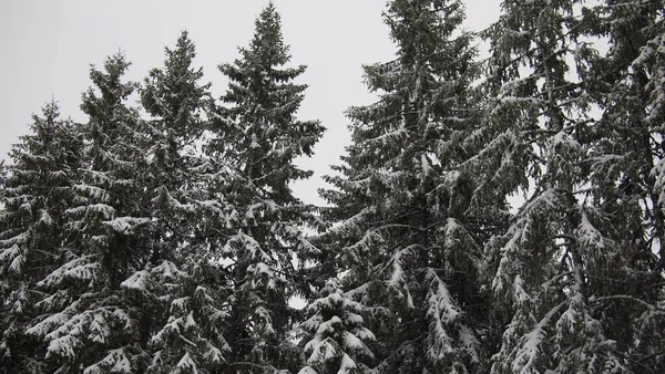 Atemberaubender Blick Auf Den Wald Einem Klaren Und Verschneiten Wintertag — Stockfoto