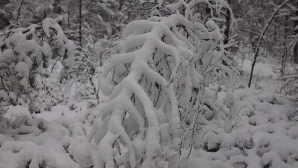 에스토니아 눈덮인 나무로 대기권 — 스톡 사진