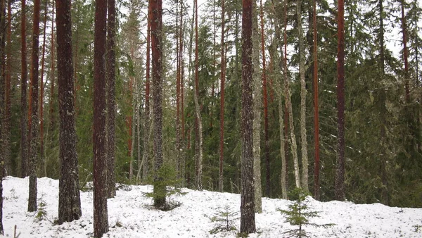 Impresionante Vista Del Bosque Día Invierno Crujiente Nevado Estonia —  Fotos de Stock
