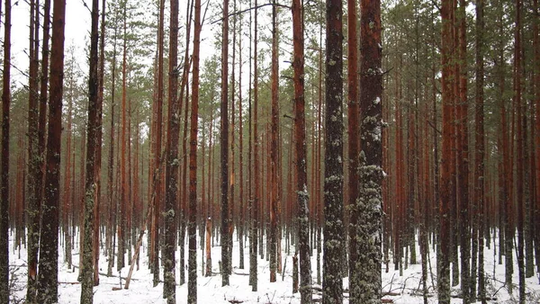 Impresionante Vista Del Bosque Día Invierno Crujiente Nevado Estonia — Foto de Stock