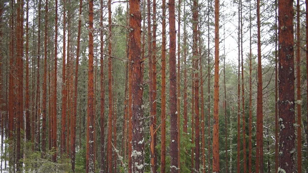 Fantastisk Utsikt Över Skogen Skarp Och Snöig Vinterdag Estland — Stockfoto