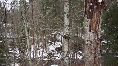 Soğuk ve karlı bir kış gününde çarpıcı orman manzarası, Estonya