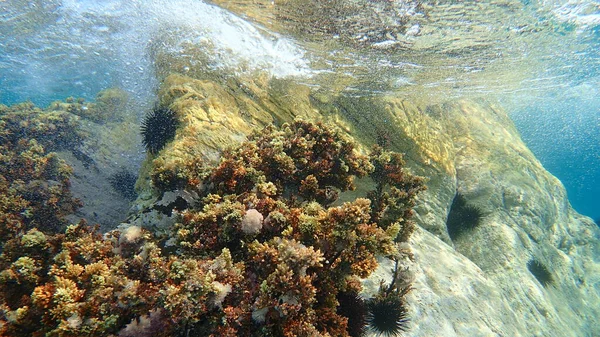 Underwater seascape, Aegean Sea, Greece, Halkidiki