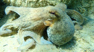Genel ahtapot (Octopus vulgaris) avı, Ege Denizi, Yunanistan, Halkidiki