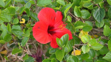 Roselle (Hibiscus Sabdariffa), Mısır, Sharm El Sheikh, Nabq Bay