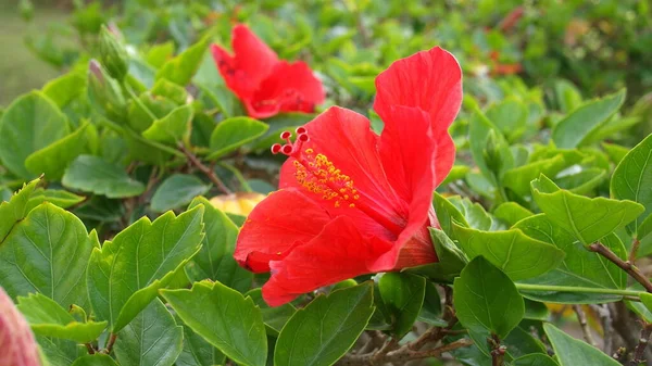 Roselle Hibiscus Sabdariffa Egito Sharm Sheikh Baía Nabq — Fotografia de Stock