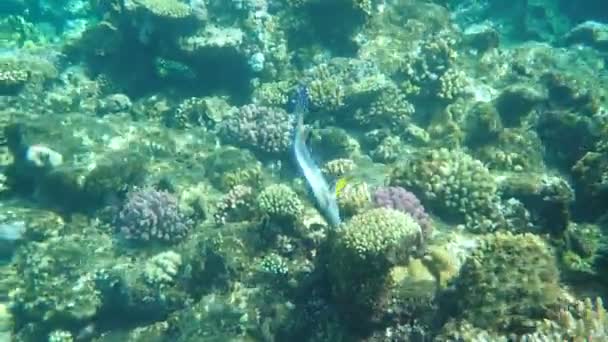 Sohal Surgeonfish Sohal Tang Acanthurus Sohal Υποθαλάσσια Ερυθρά Θάλασσα Αίγυπτος — Αρχείο Βίντεο