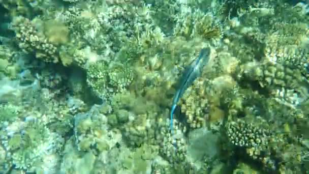 Cirurgião Sohal Peixe Tang Sohal Acanthurus Sohal Submarino Mar Vermelho — Vídeo de Stock