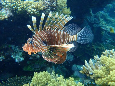 Deniz altı, Kızıldeniz, Mısır, Sharm El Sheikh, Nabq Körfezi, yaygın aslan ya da şeytan ateşböceği. Hint Aslan Balığı da denir..
