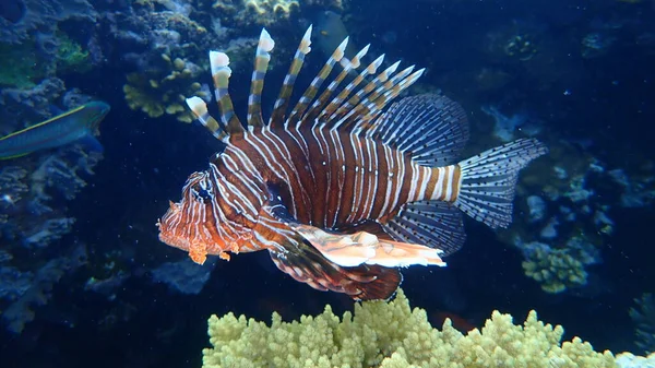 Pez León Luciérnaga Común Millas Pterois Bajo Mar Mar Rojo — Foto de Stock