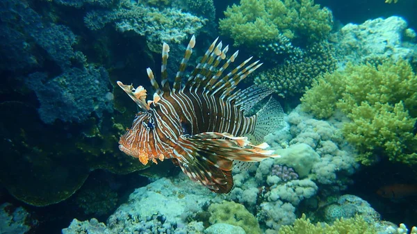 Lionfish Comum Pirilampo Diabo Milhas Pterois Submarino Mar Vermelho Egito — Fotografia de Stock