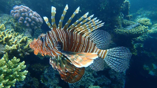 Lionfish Comum Pirilampo Diabo Milhas Pterois Submarino Mar Vermelho Egito — Fotografia de Stock