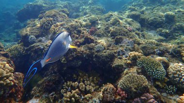 Sohal cerrah balığı veya sohal tang veya Arap cerrah balığı (Acanthurus sohal) denizaltı, Kızıl Deniz, Mısır, Sharm El Sheikh, Nabq Bay