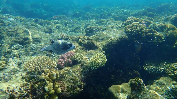 Maskeli balon (Arothron diadematus) denizaltı, Kızıl Deniz, Mısır, Sharm El Sheikh, Nabq Körfezi