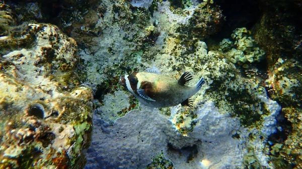 Masked Puffer Arothron Diadematus Undersea Red Sea Egypt Sharm Sheikh — стокове фото