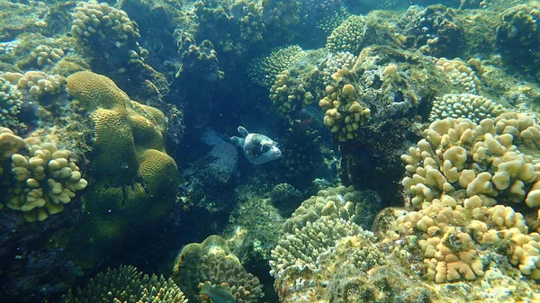 Zamaskowany Puffer Arothron Diadematus Podmorski Morze Czerwone Egipt Sharm Sheikh — Zdjęcie stockowe