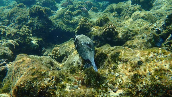 Masked Puffer Arothron Diadematus Undersea Red Sea Egypt Sharm Sheikh — стокове фото