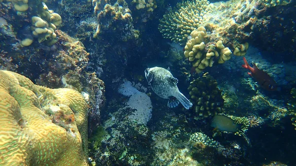 Masked Puffer Arothron Diadematus Undersea Red Sea Egypt Sharm Sheikh — Stock Photo, Image