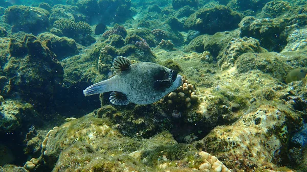 Masked Puffer Arothron Diadematus Undersea Red Sea Egypt Sharm Sheikh — стокове фото