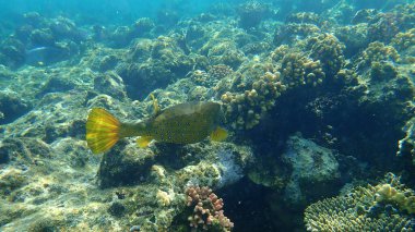 Yellow boxfish (Ostracion cubicus) denizaltı, Kızıldeniz, Mısır, Sharm El Sheikh, Nabq Bay. Muhtemelen FishBase 'de bir yazım hatası yapıldı: kabin..