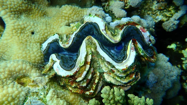 Bivalve Mollusc Maxima Škeble Nebo Malé Obří Škeble Tridacna Maxima — Stock fotografie