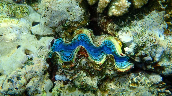 Bivalve Mollusc Maxima Clam Small Giant Clam Tridacna Maxima Undersea — Stock Photo, Image