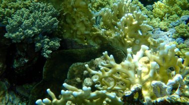 Deniz altı, Kızıldeniz, Mısır, Sharm El Sheikh, Nabq Körfezi