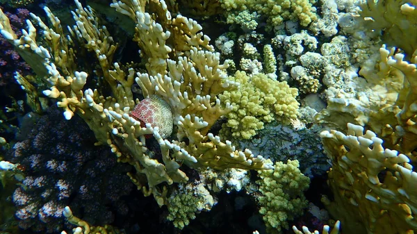 Red Coral Fuego Millepora Dichotoma Bajo Mar Mar Rojo Egipto — Foto de Stock