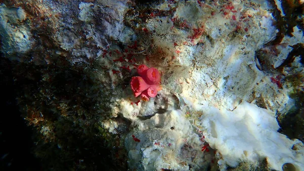 Coral Solar Pólipos Solares Copo Coral Laranja Tubastraea Coccinea Submarino — Fotografia de Stock