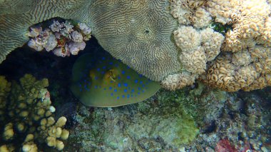 Bluespotted ribbontail ışını ya da mavi saksılı vatoz vatoz veya ribbontail vatoz vatoz (Taeniura lymma) denizaltı, Kızıl Deniz, Mısır, Sharm El Sheikh, Nabq Bay