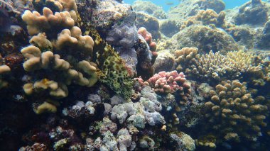 Stocky hawkfish or whitespotted hawkfish or large hawkfish (Cirrhitus pinnulatus) undersea, Red Sea, Egypt, Sharm El Sheikh, Nabq Bay