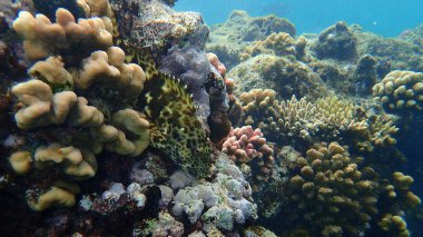 Stocky hawkfish or whitespotted hawkfish or large hawkfish (Cirrhitus pinnulatus) undersea, Red Sea, Egypt, Sharm El Sheikh, Nabq Bay