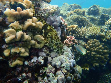 Stocky hawkfish or whitespotted hawkfish or large hawkfish (Cirrhitus pinnulatus) undersea, Red Sea, Egypt, Sharm El Sheikh, Nabq Bay
