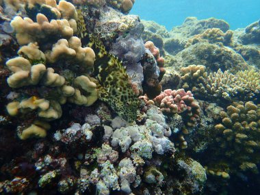 Stocky hawkfish or whitespotted hawkfish or large hawkfish (Cirrhitus pinnulatus) undersea, Red Sea, Egypt, Sharm El Sheikh, Nabq Bay