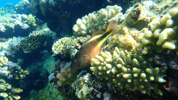 Zwarte Koolvis Paracirrhieten Forsteri Onderzees Rode Zee Egypte Sharm Sheikh — Stockfoto
