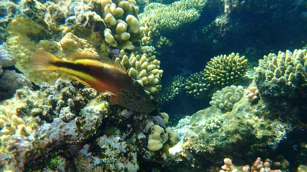 Чорноморська Риба Paracirrhites Forsteri Під Водою Червоне Море Єгипет Шарм — стокове фото