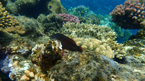 Blackside Hawkfish Paracirrhites Forsteri Undersea Red Sea Egypt Sharm Sheikh — Stock Photo, Image