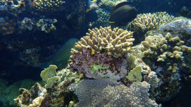 Deniz altı, Kızıldeniz, Mısır, Sharm El Sheikh, Nabq Bay, Sharm El Sheikh, Sharm El Sheikh, Blackeye Wicklip veya Half and Half-and Melapterus 'un (Hemigymnus Melapterus) arkasında saklanır.
