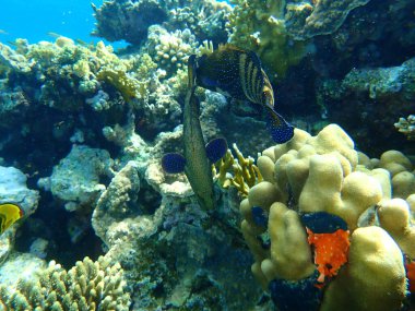 Bluespotted orfoz veya tavus kuşu orfozu, göksel orfoz, tavus kuşu arka, roi (Cephalopholis argus) denizaltı, Kızıldeniz, Mısır, Sina, Ras Mohammad ulusal parkı