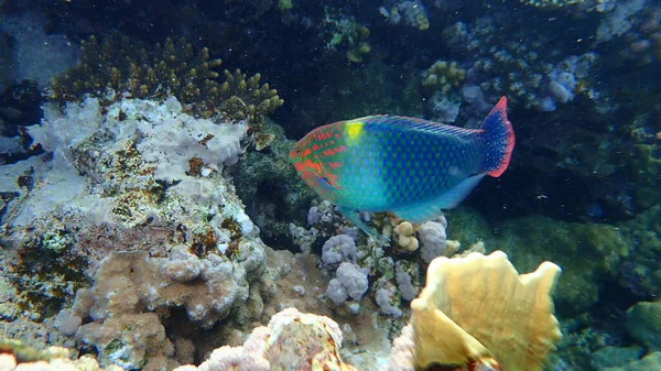 チェッカーボードラス Halichoeres Hortulanus エジプト シャームエルシェイク ナベク湾 — ストック写真