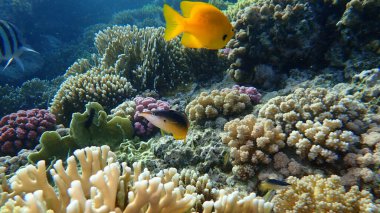 Yeşil kuş ağızlı grasse veya Hint kuş ağızlı wrasse (Gomphosus caeruleus. Geçersiz eşanlamlı: Gomphosus caeruleus klunzingeri) denizaltı, Kızıldeniz, Mısır, Sharm El Sheikh, Nabq Bay. Odaklı Wrasse.