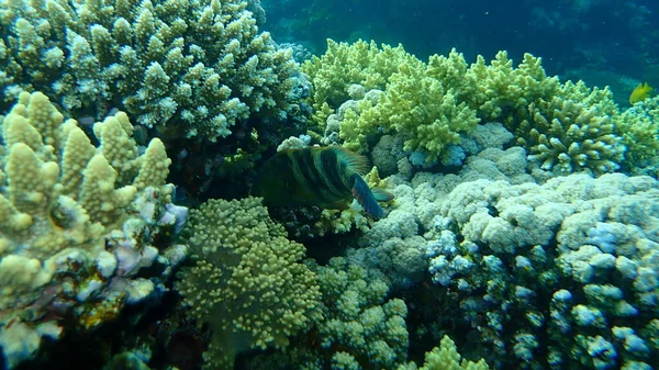 Besenschwanz Lippfisch Cheilinus Lunulatus Unter Wasser Rotes Meer Ägypten Sharm — Stockfoto