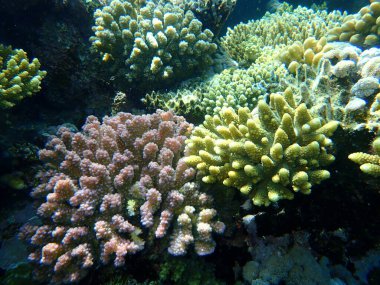 Şaşırtıcı sualtı mercan resifi manzarası, Kızıl Deniz, Mısır, Sharm El Sheikh, Nabq Bay