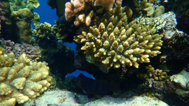 Şaşırtıcı sualtı mercan resifi manzarası, Kızıl Deniz, Mısır, Sharm El Sheikh, Nabq Bay