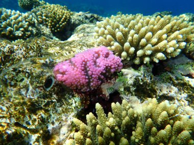 Şaşırtıcı sualtı mercan resifi manzarası, Kızıl Deniz, Mısır, Sharm El Sheikh, Nabq Bay