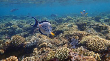 Sohal cerrah balığı veya sohal tang veya Arap cerrah balığı (Acanthurus sohal) denizaltı, Kızıl Deniz, Mısır, Sharm El Sheikh, Nabq Bay