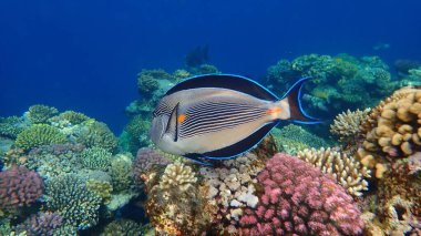 Sohal cerrah balığı veya sohal tang veya Arap cerrah balığı (Acanthurus sohal) denizaltı, Kızıl Deniz, Mısır, Sharm El Sheikh, Nabq Bay