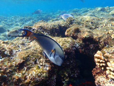 Sohal cerrah balığı veya sohal tang veya Arap cerrah balığı (Acanthurus sohal) denizaltı, Kızıl Deniz, Mısır, Sharm El Sheikh, Nabq Bay